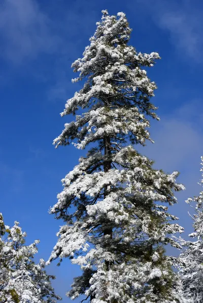 December 2016 - Yreka